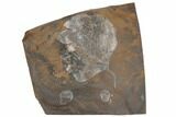 Paleocene Fossil Leaf (Cocculus) - North Dakota #189439-1